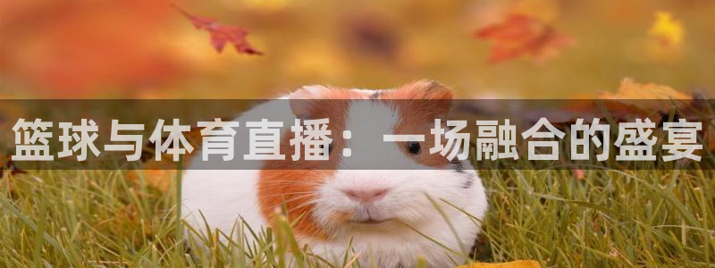 篮球与体育直播：一场融合的盛宴
